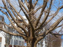 春を待つ広場の木