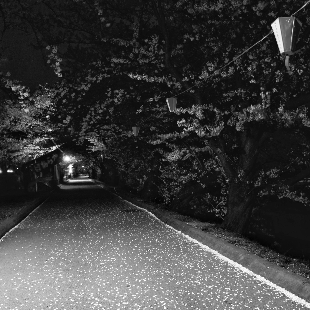 真夜中の花びらの道