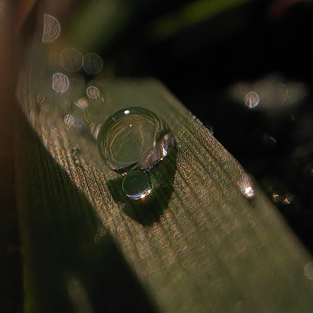 日の出の中の雫