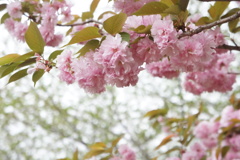 八重桜