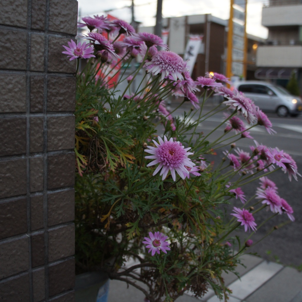 ひょっこりはん