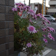 ひょっこりはん