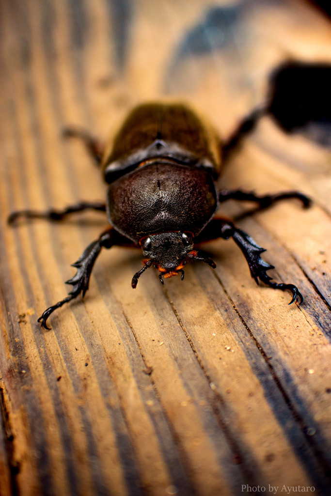 カブトムシ ♀