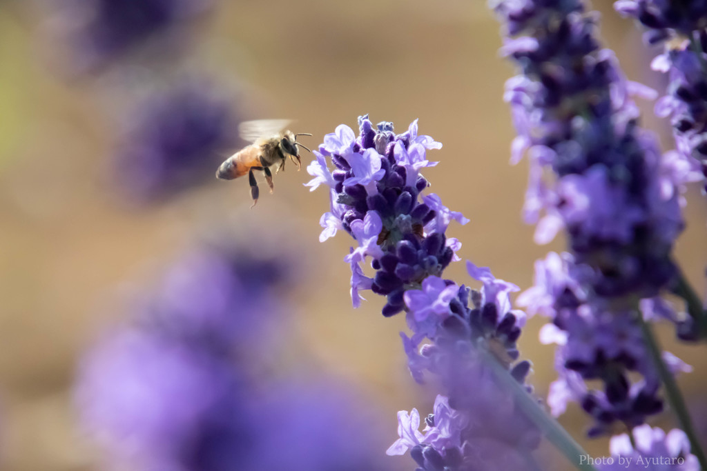 ラベンダーと働き蜂