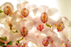 Cymbidium