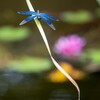 蜻蛉 