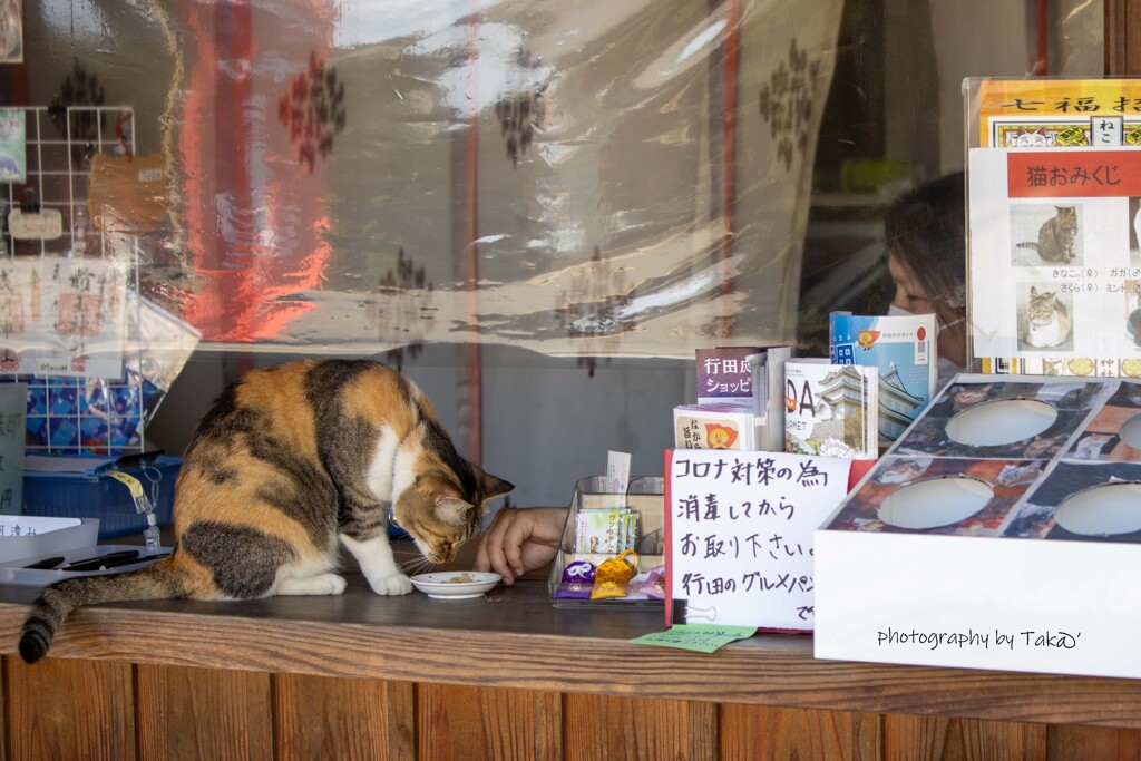 神社の猫