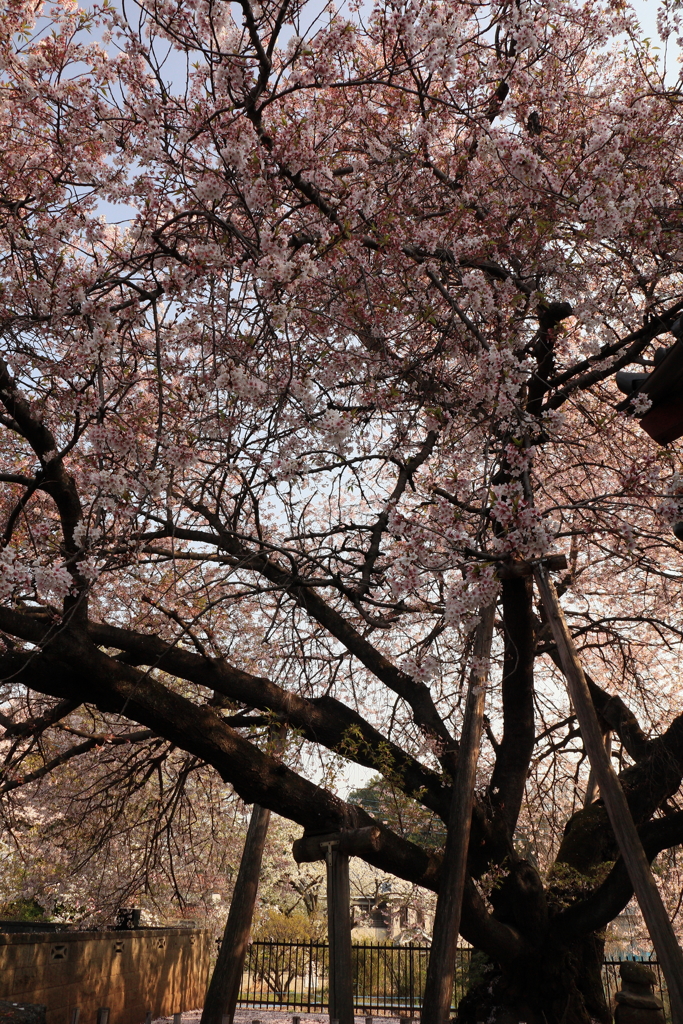 石戸蒲桜