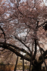 石戸蒲桜
