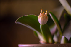 ちょっと変わった花芽
