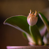 ちょっと変わった花芽