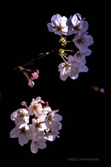 桜 (4題)