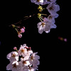 桜 (4題)