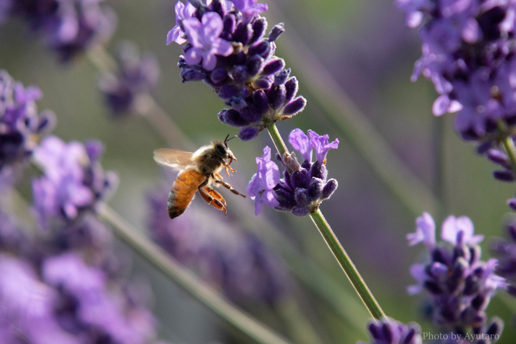 ラベンダー畑の働き者
