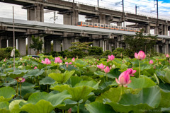 原市沼とニューシャトル