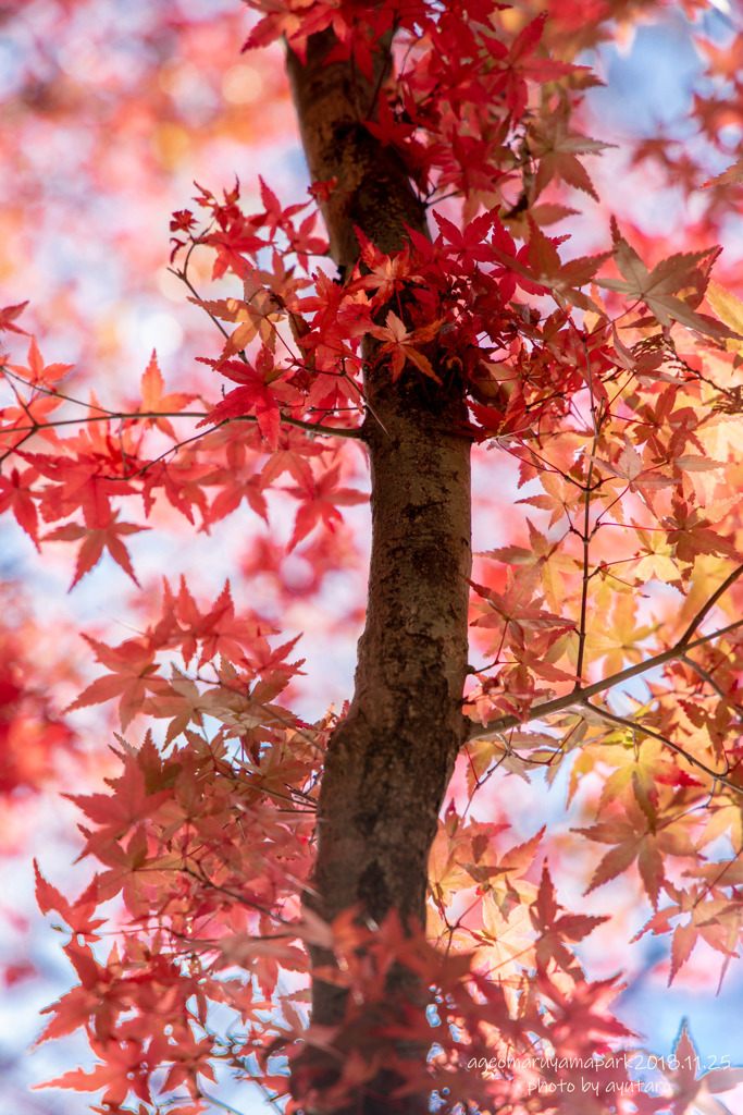 紅葉