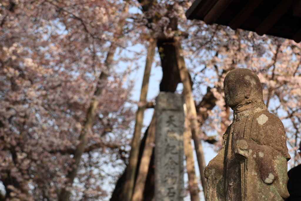 お地蔵様と石戸蒲桜