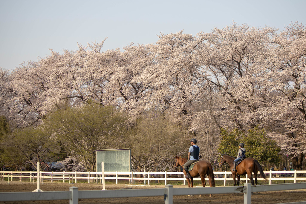 無線山の桜と乗馬を楽しむ