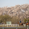 無線山の桜と乗馬を楽しむ