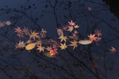 上尾丸山公園　落ち紅葉
