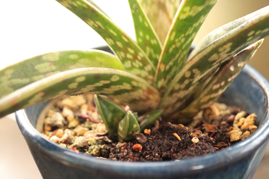 千代田錦　親子