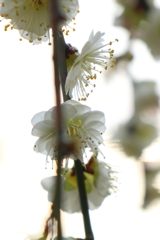 緑蕚枝垂