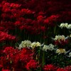 曼珠沙華