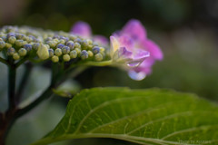 我が家の紫陽花