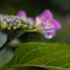 我が家の紫陽花