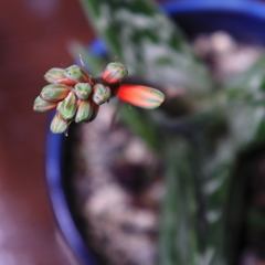 千代田錦　花芽