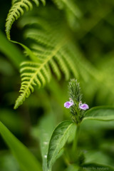 紫の小さな花