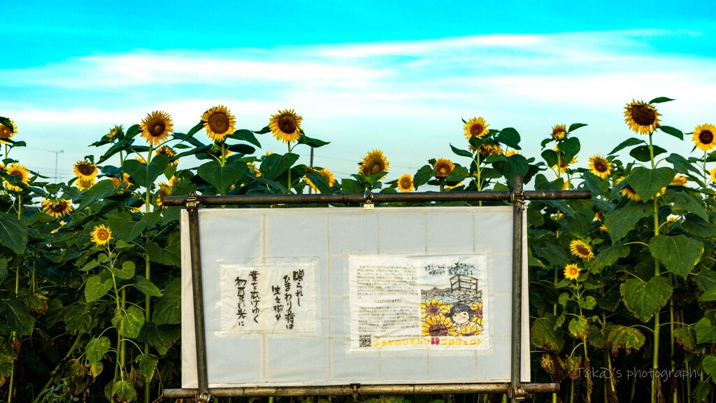希望の花