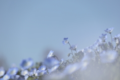 ネモフィラ　大宮花の丘公苑にて