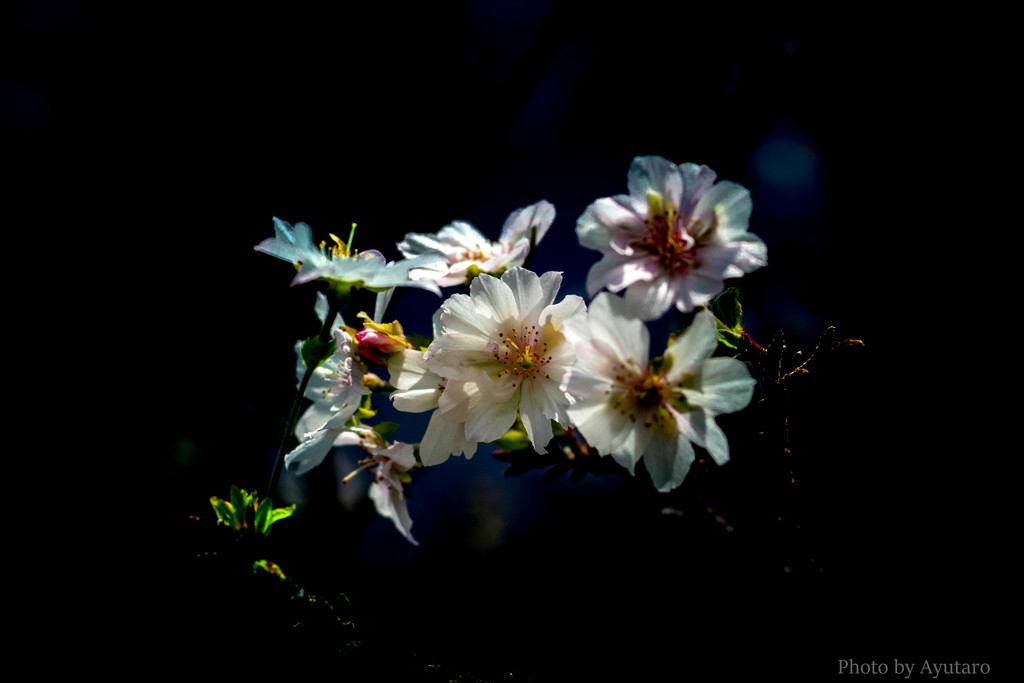 十月桜