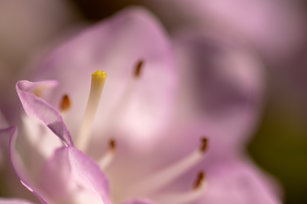 さつき