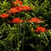曼珠沙華