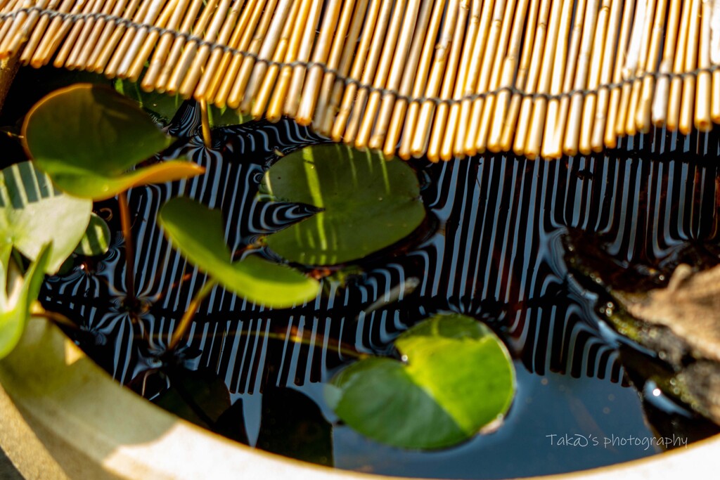 睡蓮鉢で幾何学