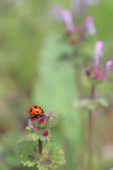 天道虫…ラッキーを運んで