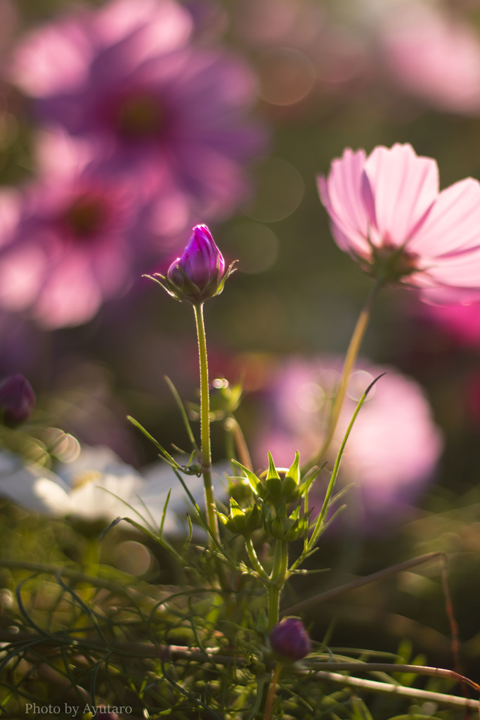 秋桜