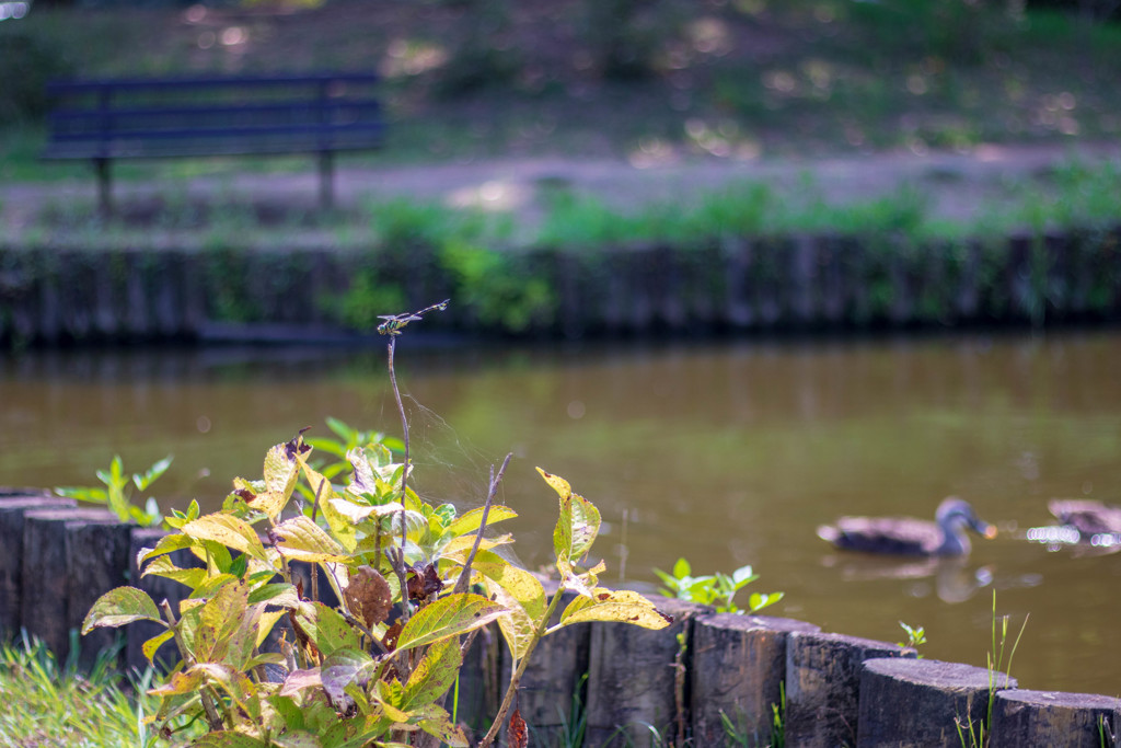 試し撮り　公園