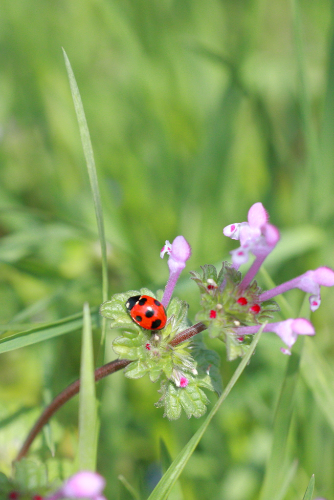 ほとけのざで日向ぼっこ