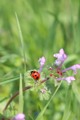 ほとけのざで日向ぼっこ