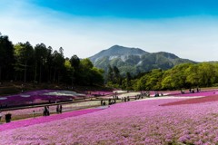 武甲山と芝桜