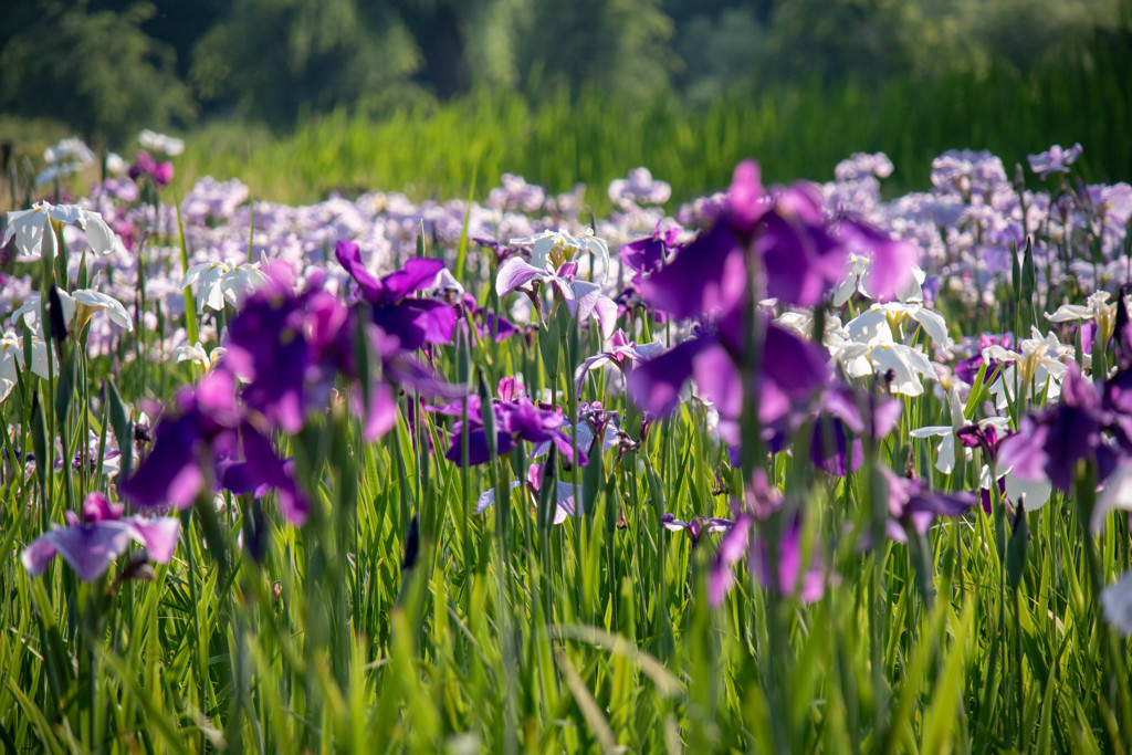 花しょうぶ (1 - 1)