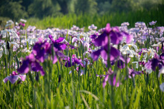 花しょうぶ (1 - 1)