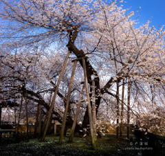 石戸蒲桜