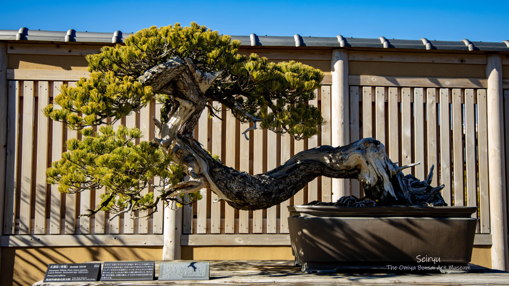 青龍