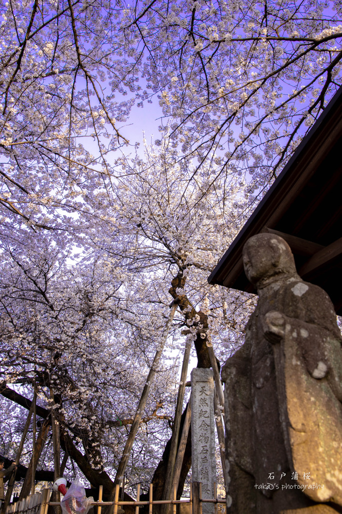 お地蔵さんと蒲桜