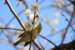 春の出会い