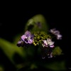 紫陽花